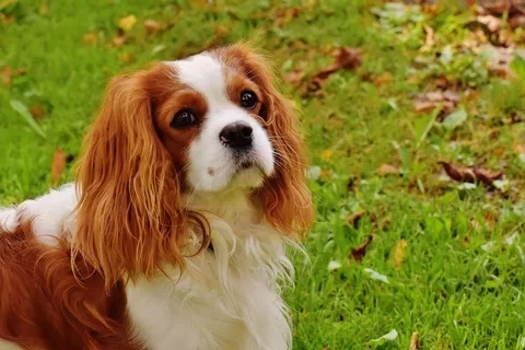 white-dog-animal-cute-pet-fur-brown-mammal-spaniel-vertebrate-funny-dog-breed-cavalier-king-charles-spaniel-king-charles-spaniel-dog-like-mammal-kooikerhondje-cavachon-welsh-springer-spaniel-phalene-538694.webp