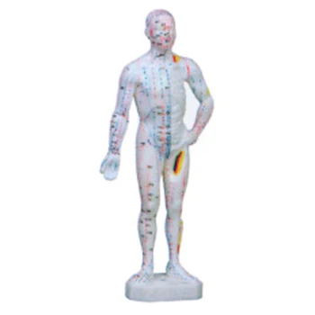 

BIX-Y1011 Body Acupuncture Model (In Chinese 26CM) DWD25