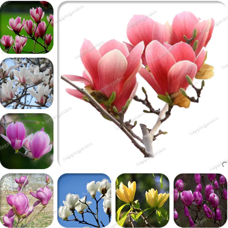 

100 pcs/ bag Mixed Magnolia Imported Outdoor Bonsai Potted Charming Fragrant Yulan Flower Plant Easy to Grow for Garden Decor