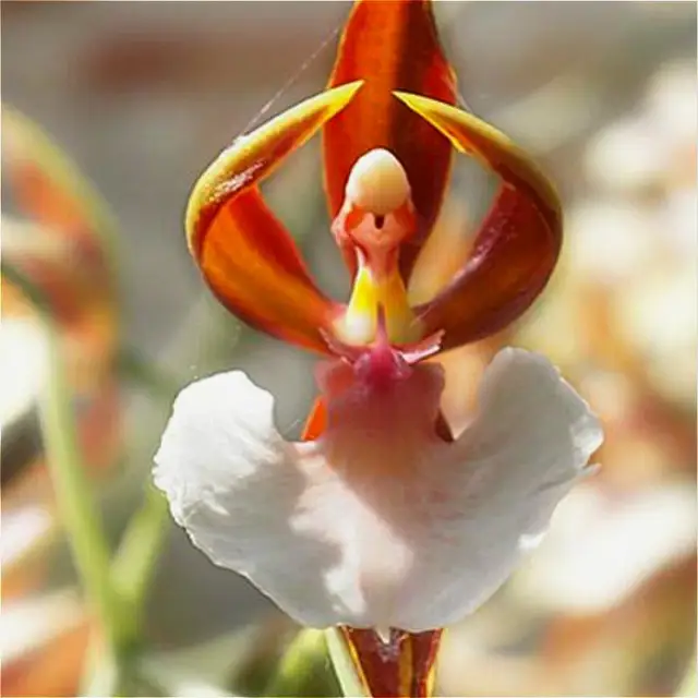 100 Grains Rare Butterfly Orchid Flower Plantas Indoor Potted Orchid