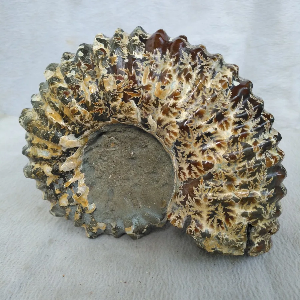

1315g Natural conch polished Jade Pattern Ammonite Fossil Madagascar