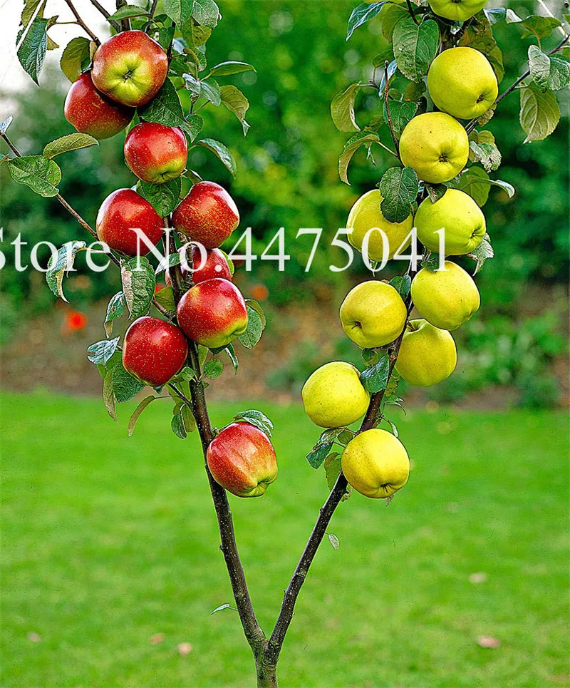 

50 Pcs Apple Dwarf Tree Bonsai Flores Exotic Plantas Fruit Bonsai Tree-China Red Fuji Apple Bonsai Garden,Home And Garden Plante