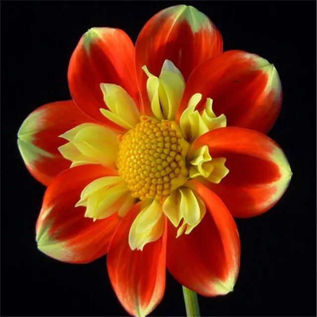 Buy Rare Dahlia Bulbs Beautiful Perennial Flowers Bulbs Dahlia Very Easy Grow