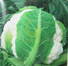 St. snowy cauliflower seeds vegetable 100seed