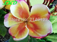 7 15inch Rooted Frangipani Plant Thailand Rare Real Plumeria Plants no10 angel comet 3