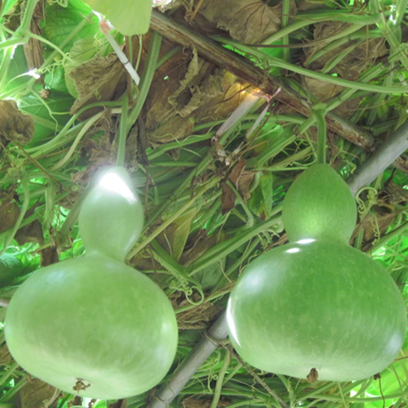

Gourd vegetable bonsais Potted Bonsai Balcony fruit Vegetable plants for DIY home & garden,Easy to grow 10pcs bonsais
