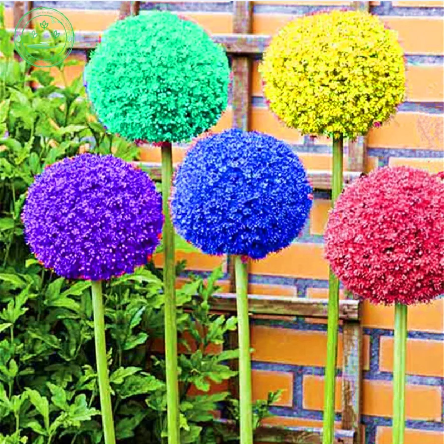 Buyrhm Buy 150 Seed Giant Allium Giganteum Beautiful Flower Seeds Plant Garden The Grass Rate 95 Rare Flower For Children P41 Cheap Online