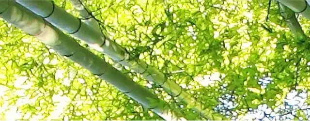 Us 12 94 52 Off Customize 3d Ceiling Tiles Fresh Bamboo Sky Ceiling Wallpaper 3d Stereoscopic Ceiling Non Woven Hd 3d Ceiling In Wallpapers From