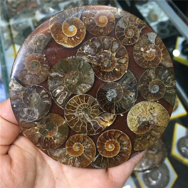 Special Price Hot sale! natural ammonite conch shell fossil stone several shells connected together disk for home decoration Special Price Hot sale! natural ammonite conch shell fossil stone several shells connected together disk for home decoration
