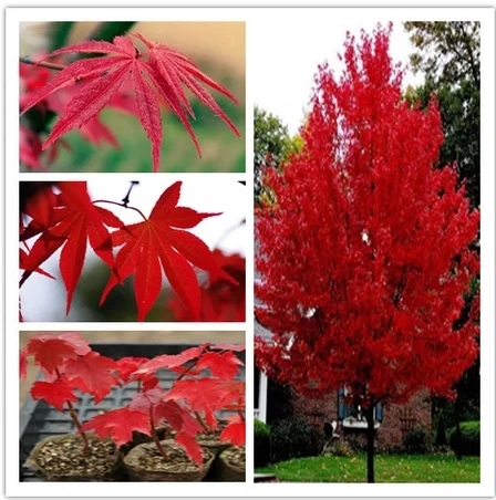 10 seeds/bag Authentic imported U.S. seed autumn flame maple tree seeds seedlings and technical guidance to ensure