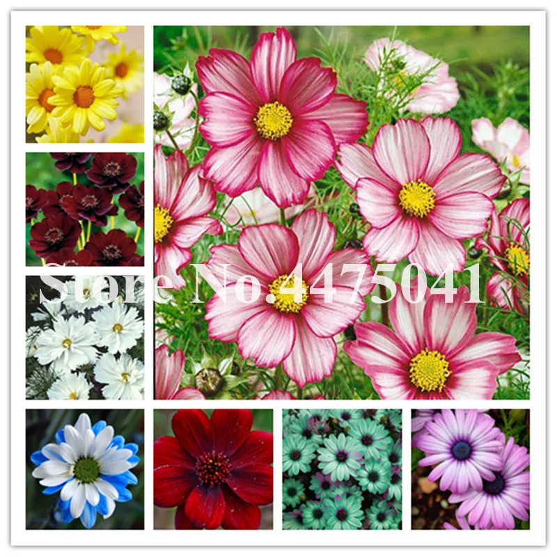 

Sale! 100Pcs a Bag Magic Plant,Atrosanguineus,Chocolate Cosmos Flower Bonsai ,Seriously Rare Summer Flower Garden rich scent