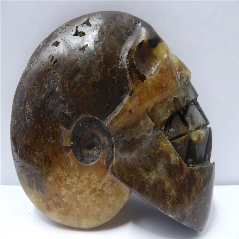 

NATURAL Conch fossil Crystal carved skull HEALING T488