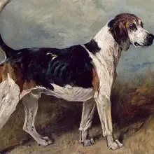 5D мозаика домашний декор милая собака 5D DIY Алмазная картина квадратная/круглая Стразы картина с алмазной вышивкой на заказ LRR