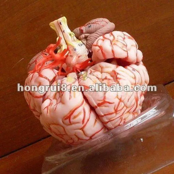 ISO Делюкс Анатомия мозга с артерии анатомическая модель мозга|anatomy brain|brain anatomybrain