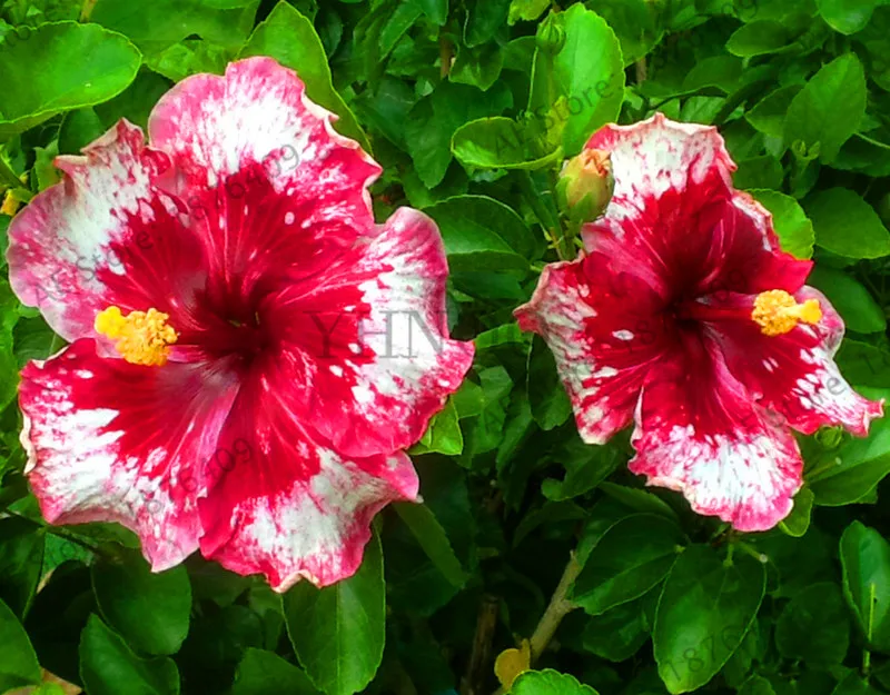 Горячая распродажа! BELLFARM 100 шт Гибискус Роза-Синенсис многолетний цветок растения бонсай крупные цветки красный зеленый синий фиолетовый красочный сад H - Цвет: QC382MxT11