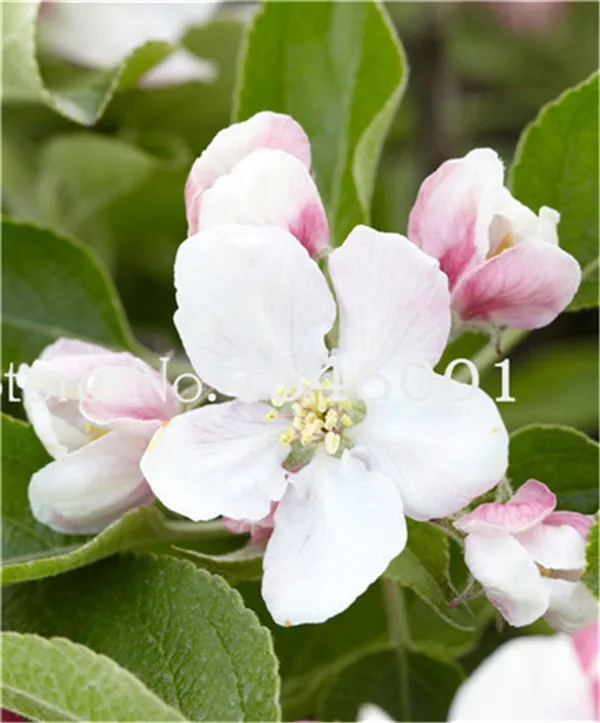 30 Pcs Dwarf Apple Bonsai Miniature Tree Indoor & Outdoor Sweet Organic