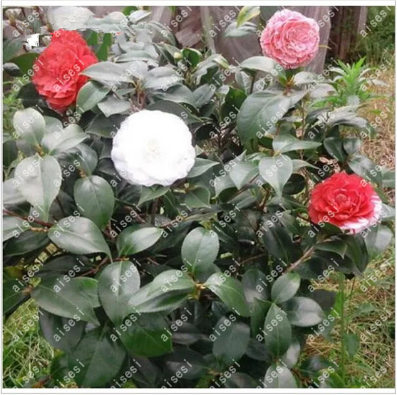 100 pcs Rainbow Camellia Common Camellia Bonsai Perennial Indoor Flower Tree For Home Garden Potted Plant Easy To Grow