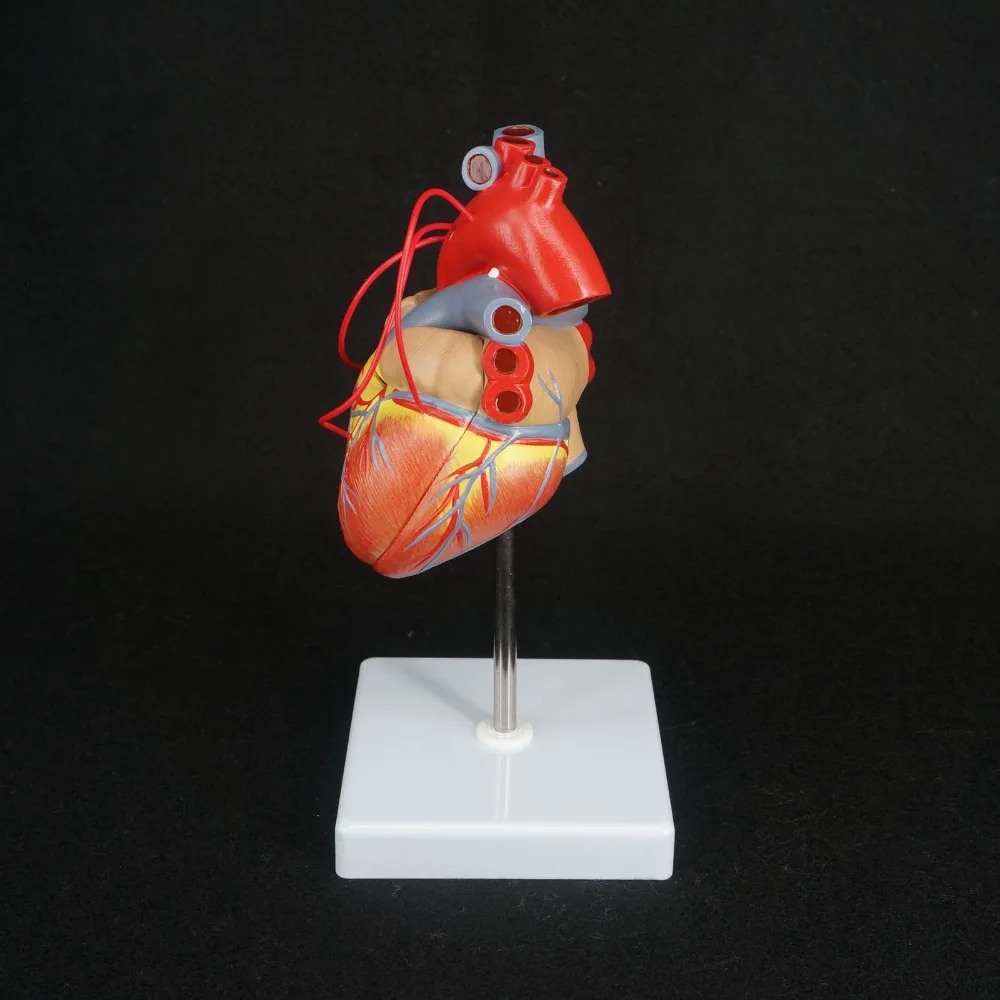 

Scientific Heart with Bypass Life Size Anatomical Model Anatomy