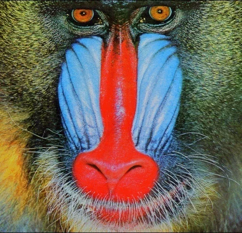 Rambos