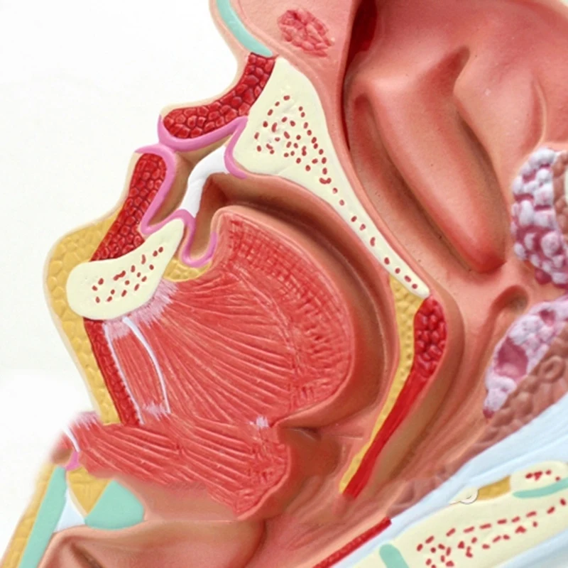 Человеческая анатомическая носовая полость, анатомия горла, медицинская модель для обучения в школьной школе, обучающая медицинская