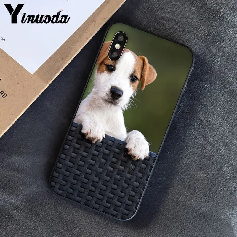 Jack Russell Terrier Dog