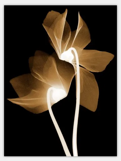 Abstract-Transparent-Flowers-Wall-Painting-Bedroom-Decor-Canvas-Painting-Prints-Wall-Art-Pictures-for-Living-Room.jpg_640x640 (1)