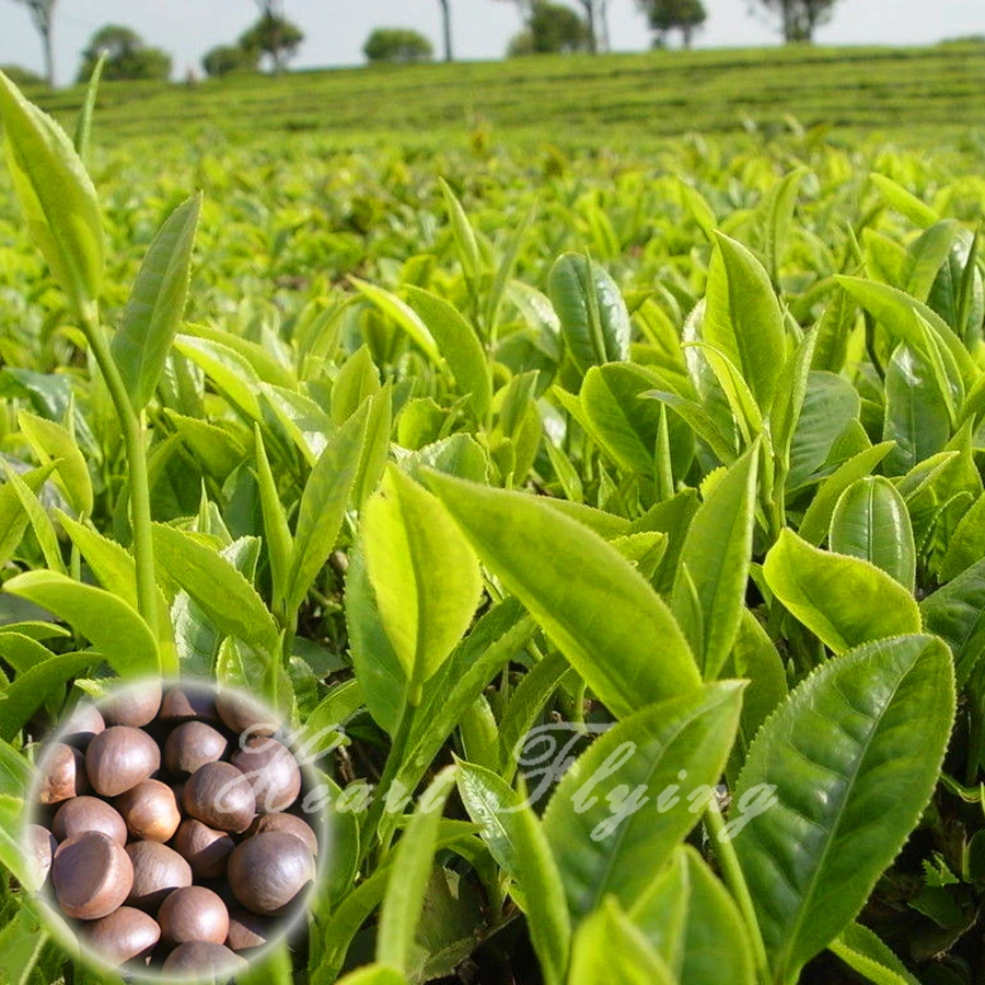 online get cheap small garden plants aliexpress com online get cheap small garden plants aliexpress com