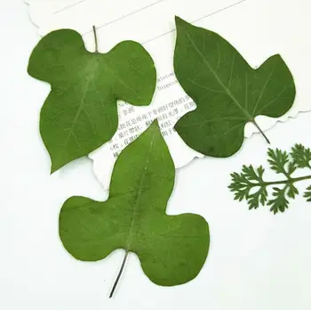 

120pcs Pressed Dried Morning glory Leaf Plants Herbarium For Jewelry Making Face Makeup Postcard Frame Phone Case
