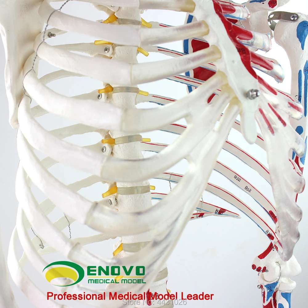 ENOVO медицинский 170 см человек. Скелет модель опорно-двигательного аппарата анатомический отдел позвоночника ортопедические учебные средства