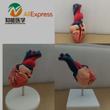 

BIX-A1054 Natural Big Heart Model Anatomy Model W071