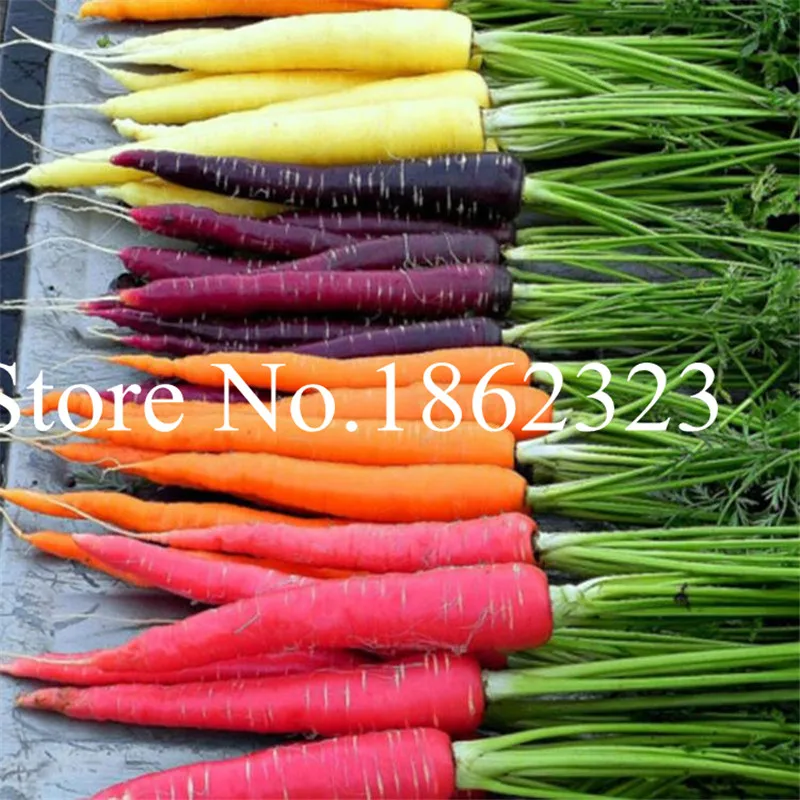 

200 pcs/bag Carrot bonsai Organic fruit vegetables plants Easy to grow and full of vitamins carotat potted plant for home garden