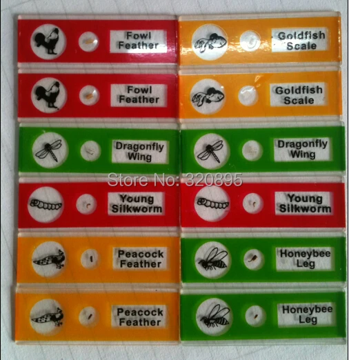 New 12 Pcs Various Plastic Prepared Microscope Slides In Box For Student And Kids Microscope Slides Prepared Microscope Slidesmicroscope Prepared Slide Aliexpress