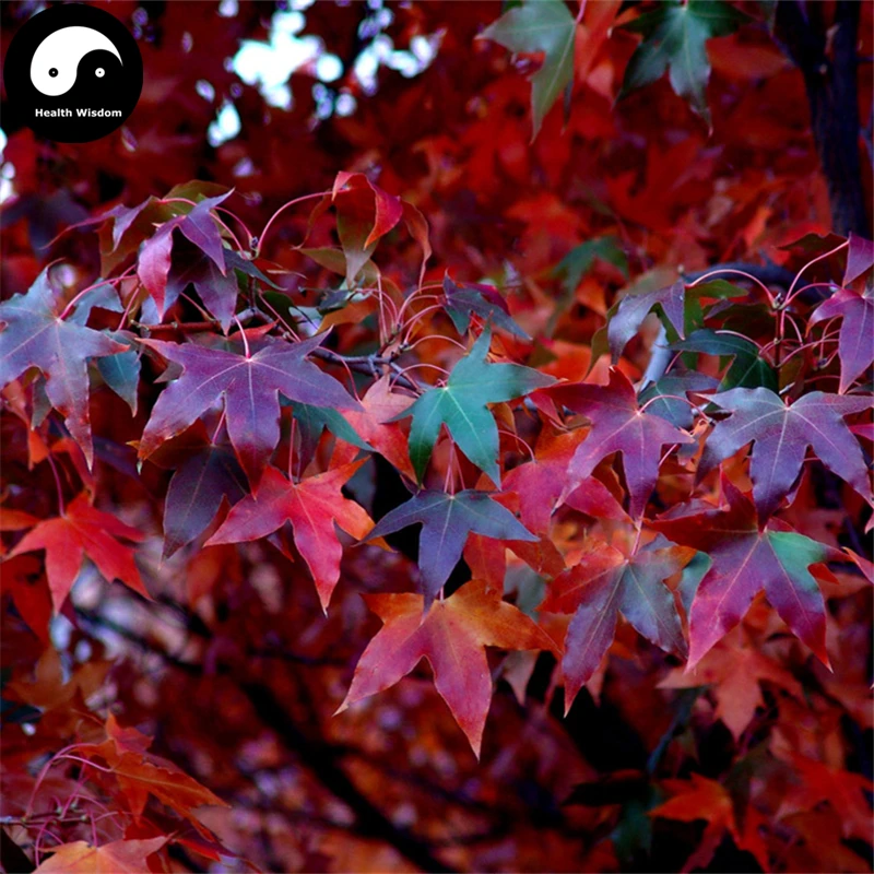 

Buy Pentaphyll Maple Tree Semente 400pcs Plant Truncate Maple For Acer Truncatum