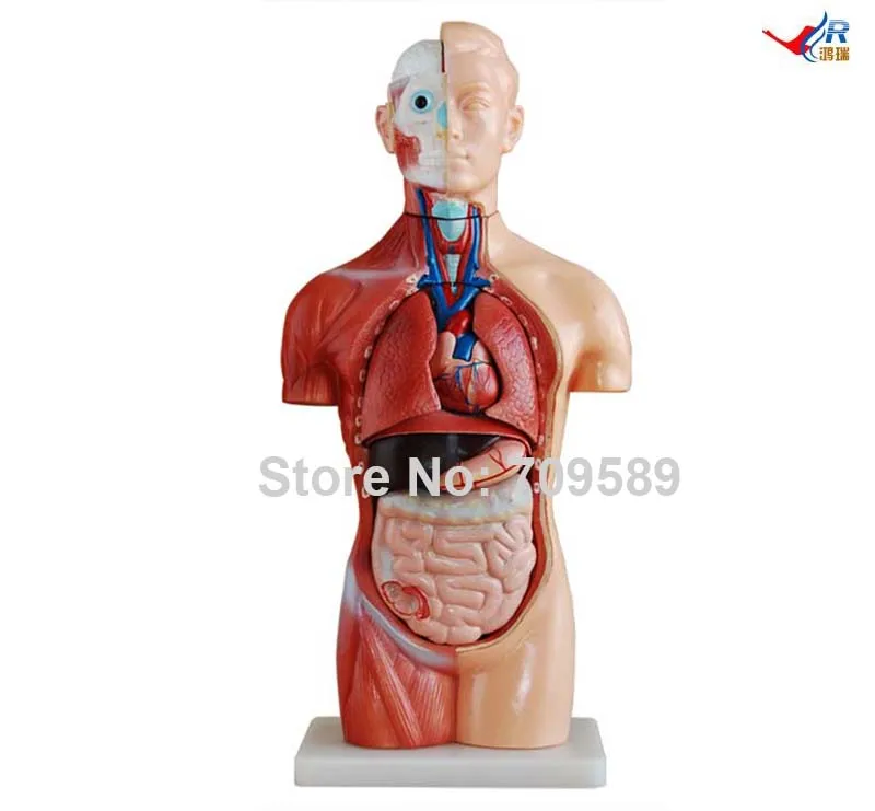 

ISO 42CM Sexless Torso with Internal Organs, 18 Parts, Anatomy Torso model