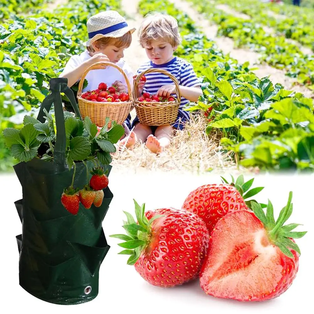 

3 Gallon Strawberry Planting Bag Garden Leaf Air Plant Planting Bags Breathable Good Water Retention Home Gardening Accessory