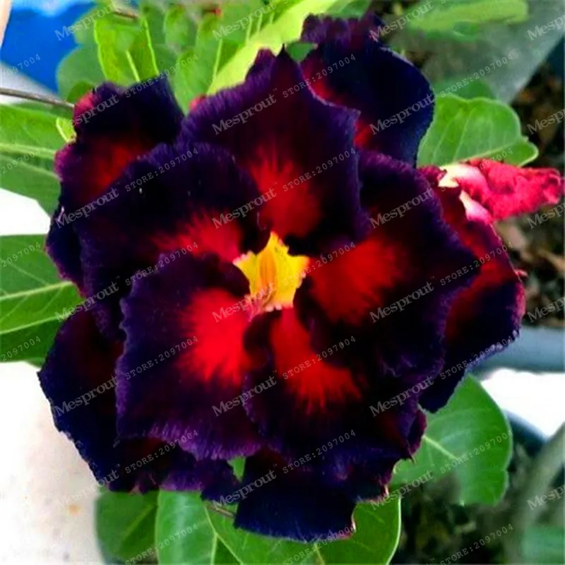 

Brown Black Desert Rose Bonsai Potted Flowers Bonsai Adenium Obesum Color Optional 100% True Bonsa In-Kind Shooting 1 Particles