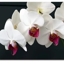 Белый цветок ручной работы Краска высокого качества Холст Красивая краска ing по номерам Сюрприз подарок большое удовлетворение