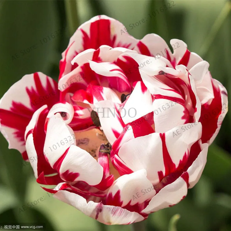 2 шт. Редкие двойные тюльпаны тюльпаны различные свежие луковичные корневые цветы высокого качества цветок бонсай не растения - Цвет: 7