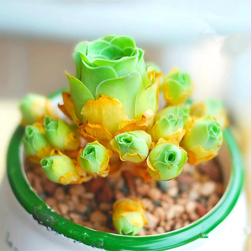 100pcs Mix Lithops bonsai Living Stones Flower Succulent Cactus Organic Plant Home Garden 100pcs Mix Lithops bonsai Living Stones Flower Succulent Cactus Organic Plant Home Garden