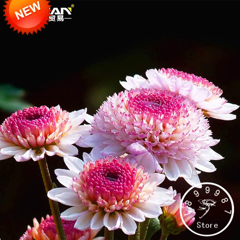 

New Arrival!100 Pcs/pack Beautiful Hot Pink White Color Chrysanthemum Bonsai Morifolium Plantas DIY Gardening Flower Plant,#TXZ