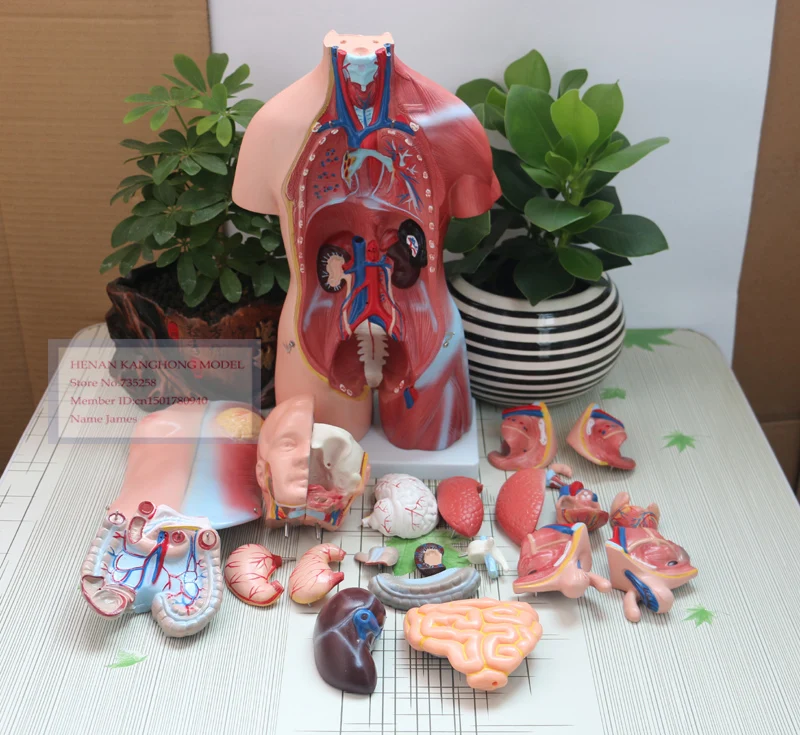 Туловище унисекс 45 см 23 детали тело человека|human body anatomy|human torsohuman torso model |