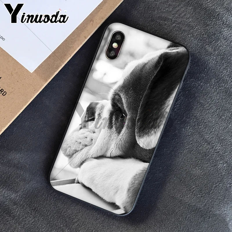 Cute dog english bulldog