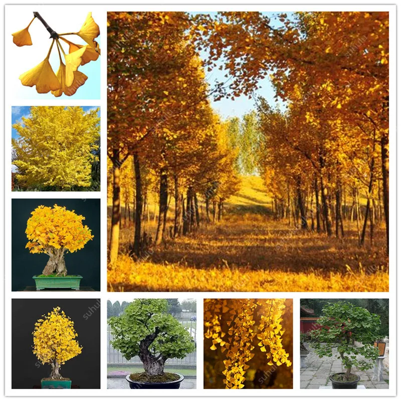 

5 Pcs Organic Ginkgo Biloba Gingko Maidenhair Tree Bonsai Nuts Bonsai Tree Grown Heirloom Bonsai Plant Pot For Home Garden