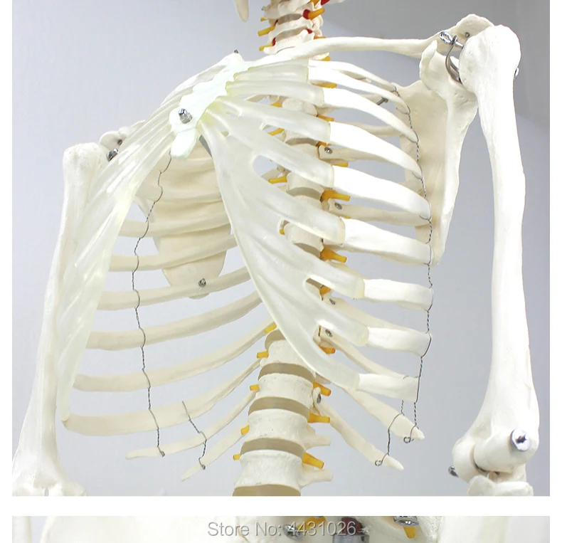 ENOVO 170 см человек. Модель скелета образец модель искусство медицина искусство боли отдел