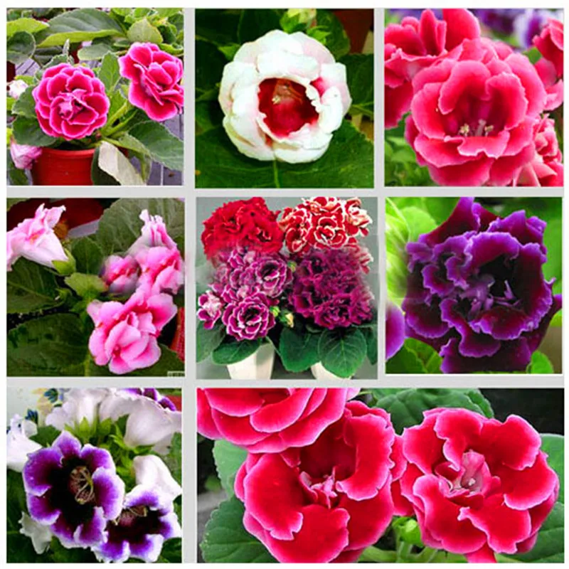 Free-Shipping-100pcs-bag-10-kinds-Bonsai