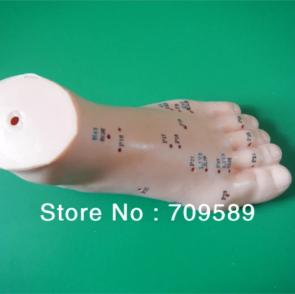 ISO акупунктурная модель стопы с акупунктурными точками|acupuncture foot|acupuncture modelacupoint