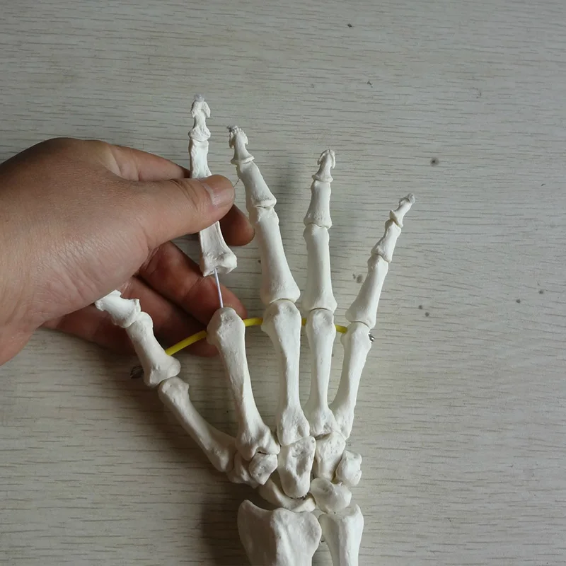 1:1 Life Size Human Hand Joint Model Hand Skeleton Bone Model Wrist Vola Palm Skeleton Medical Science Teaching Supplies