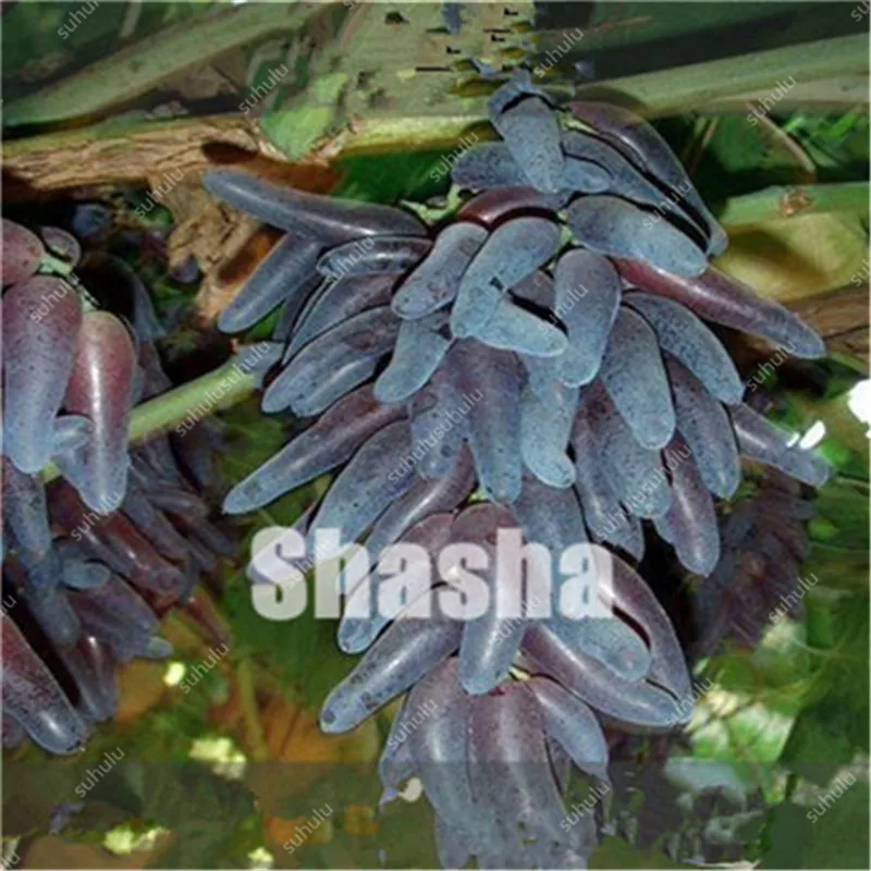 10 Pcs Black Finger Grape America Giant Grape Bonsai Edible Succulent Fruit Tree Perennial Indoor home garden Potted Plants 10 Pcs Black Finger Grape America Giant Grape Bonsai Edible Succulent Fruit Tree Perennial Indoor home garden Potted Plants