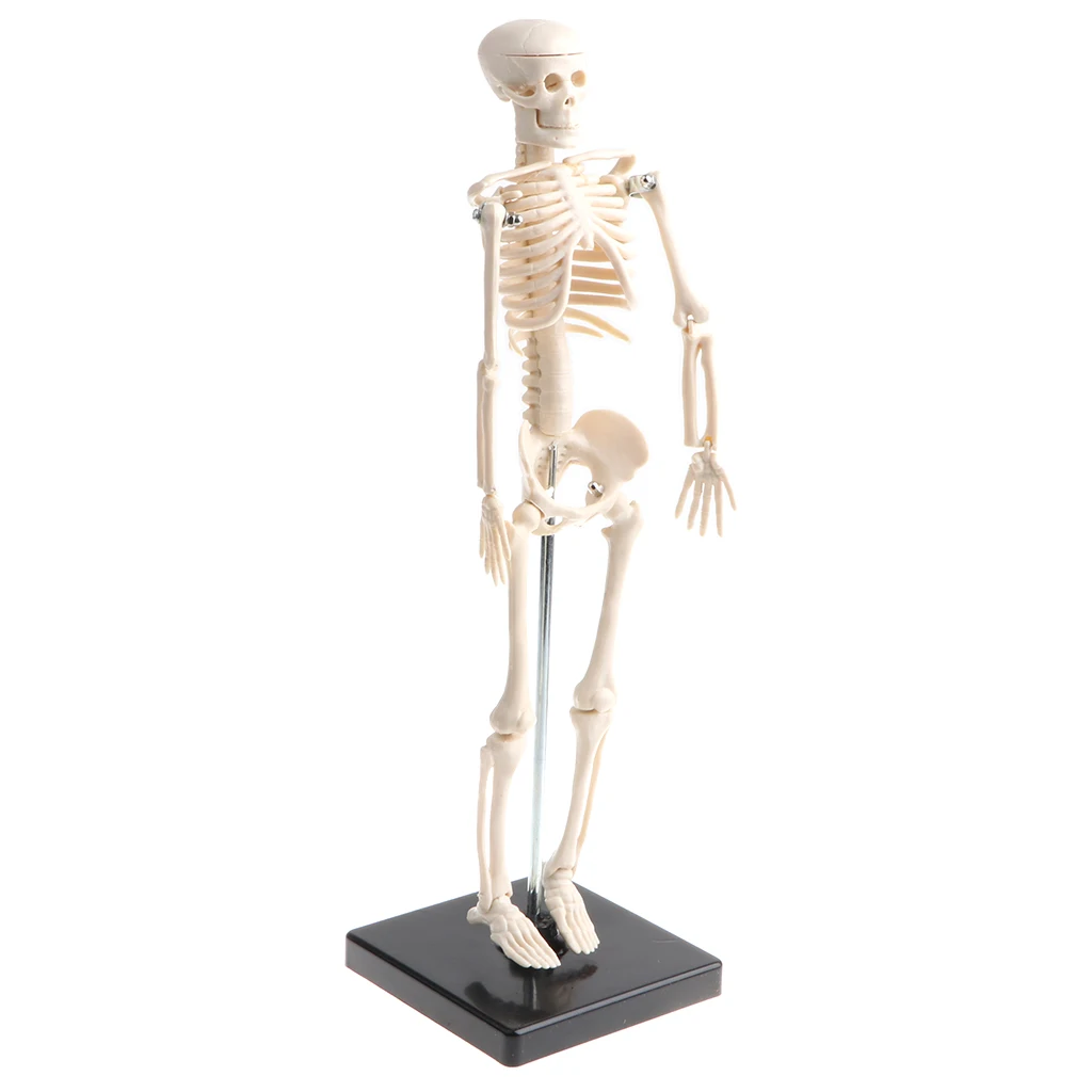 42cm Educational Children Body Skeleton Model with Base Science Anatomy Toy School Teaching Aids