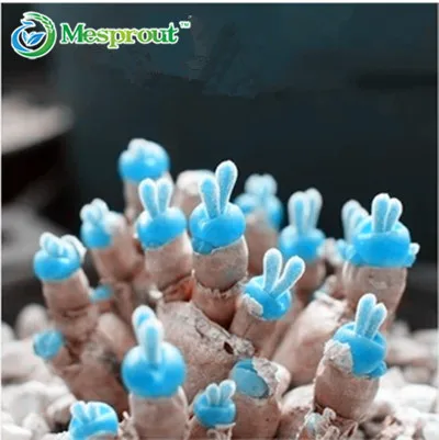 

Lithops Pseudotruncatella Bonsai Bunny Ears Stone Flower Bonsai Plants Bonsai For Home & Garden 100 Bonsai/bag Free Shipping